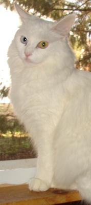 Willow