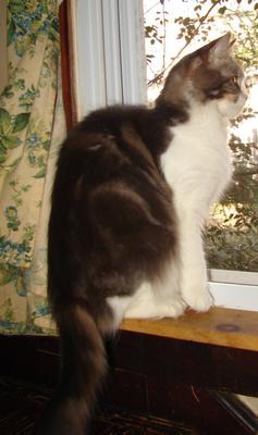 Polly