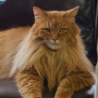 Romeo regal longhaired red coon