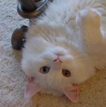 Reggie handsome white kitty upside down