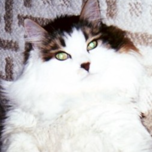 Regis fluffy white and black kitty