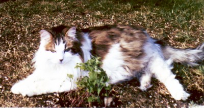 fluffy brown and white cat outside in leaves
