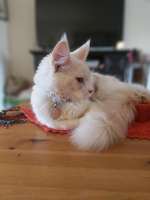 cameo cream colored maine coon in a cat bed looking sideways.