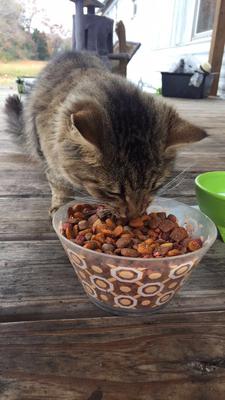 brown tabby cat eating kibble outdoors on deck