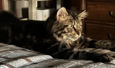 Shannon's Rescued Boy shannons rescued tabby kitty laying on the floor in the sunshine.