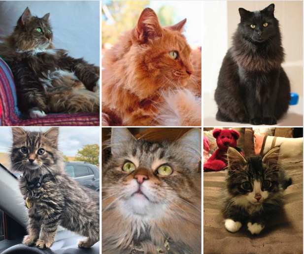 collage of six rescued kitties.