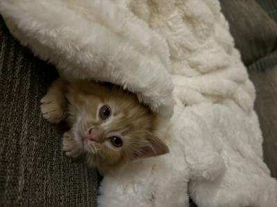 Distinct facial features 