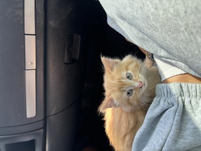 Tufts on top of ears 