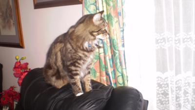 Rueben the lookout guard