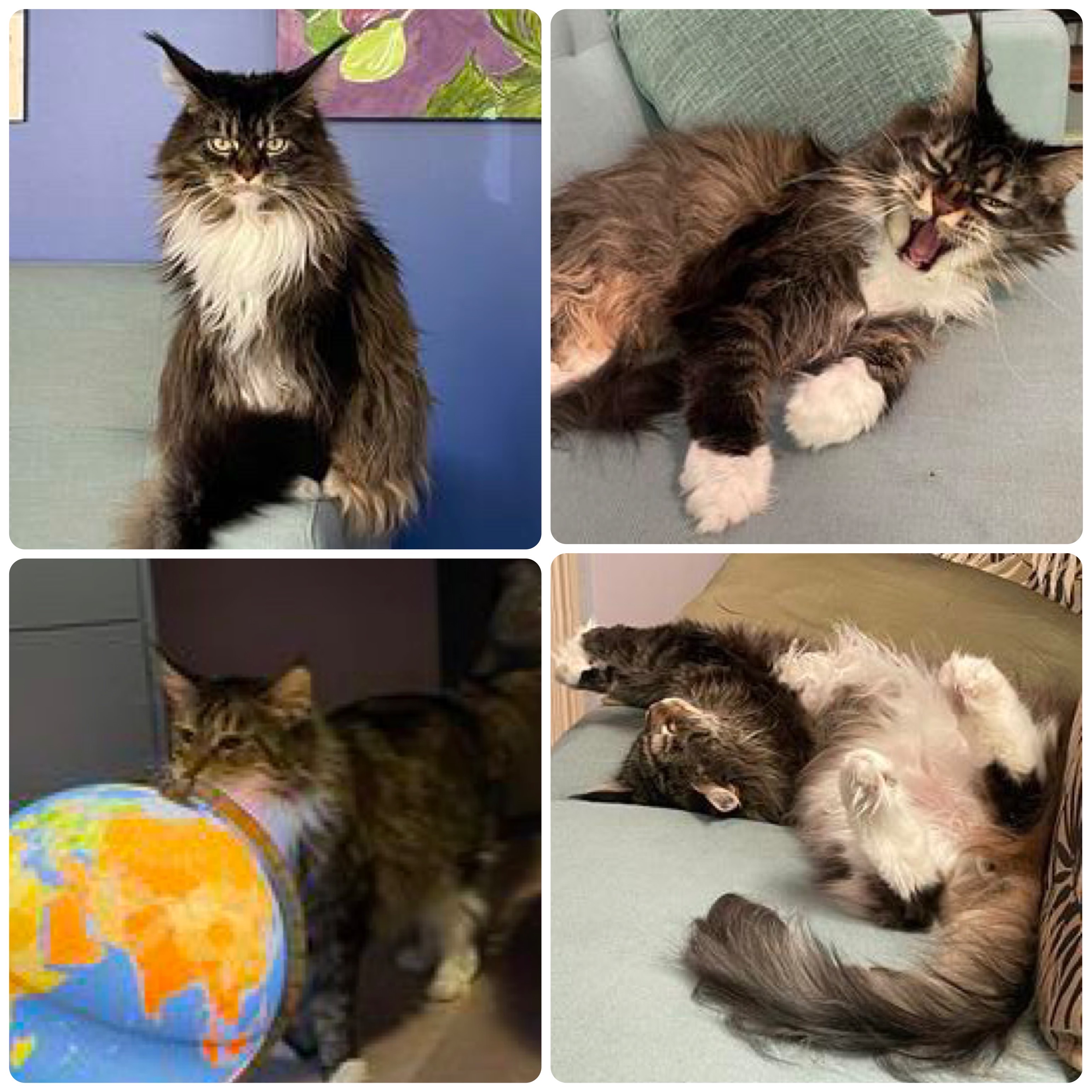 Rex and Quinn brown tabby maine coons