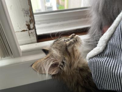 Her as a kitten. The ear floofs 