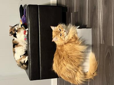 two fluffy cats laying nearby.