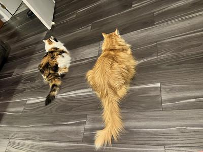 two fluffy kitties eating from dishes on kitchen floor.