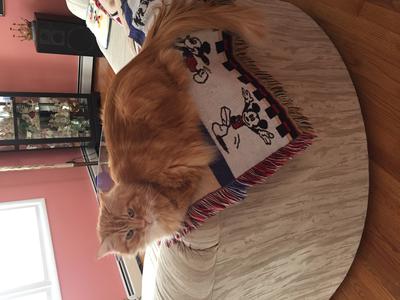 fluffy red cat on back of couch