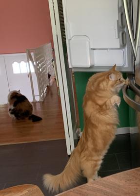 fluffy red cat looking inside refrigerator.