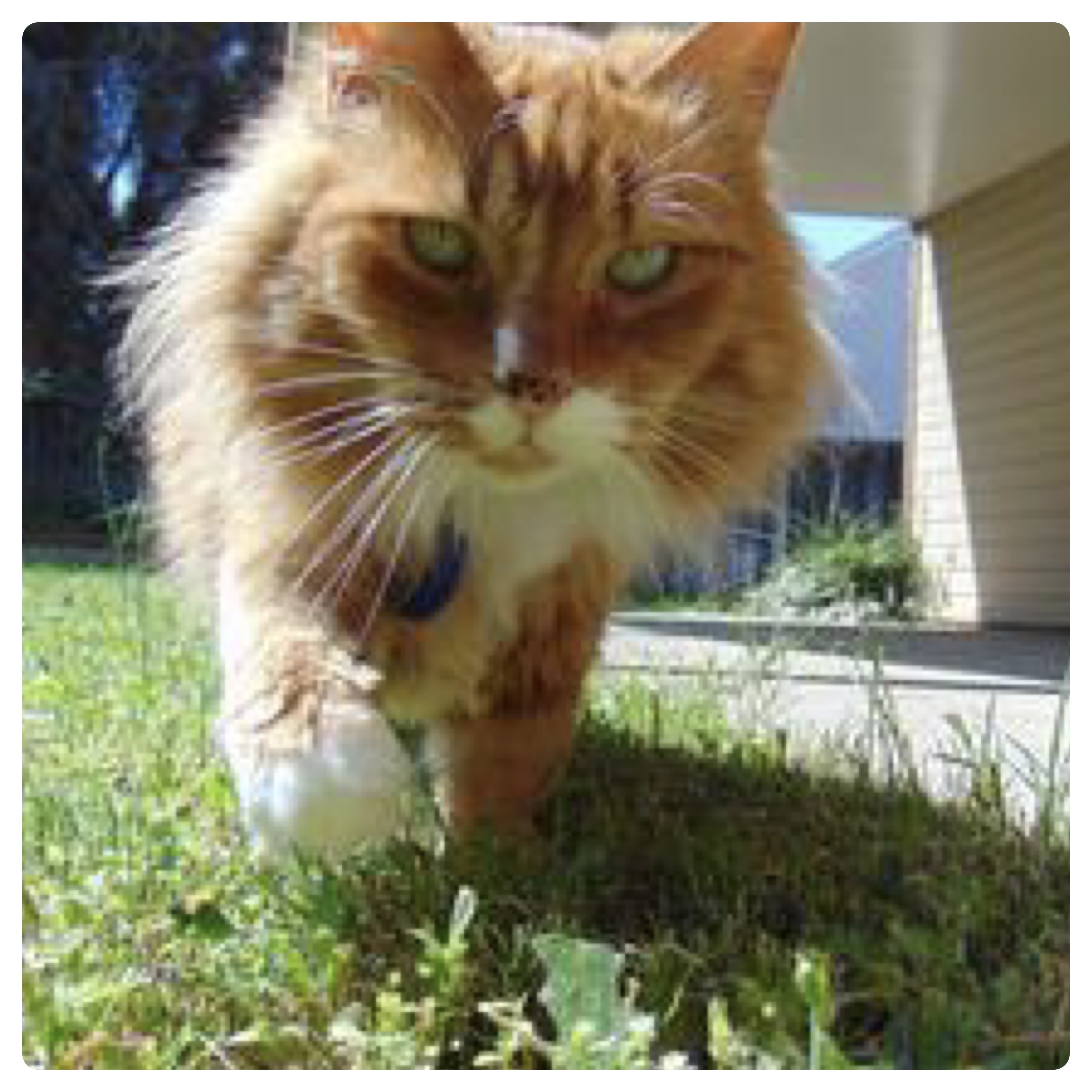 Riley ginger maine coon closeup