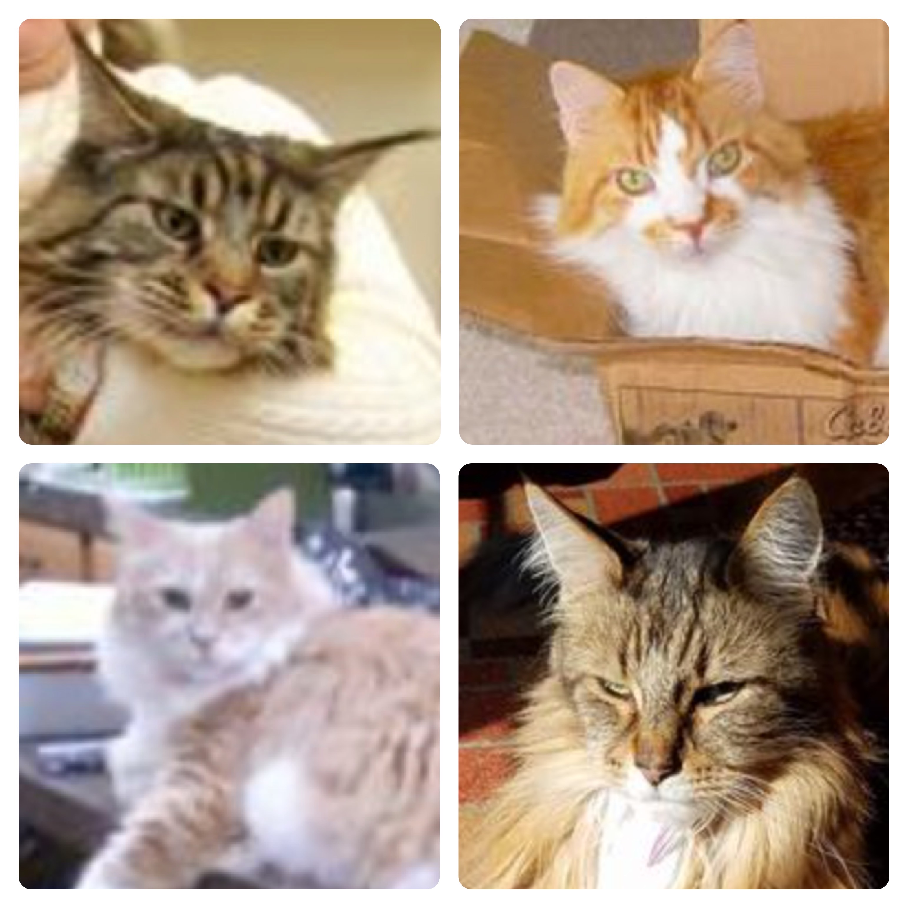 RIP Beautiful Coonies collage of beautiful maine coon cats