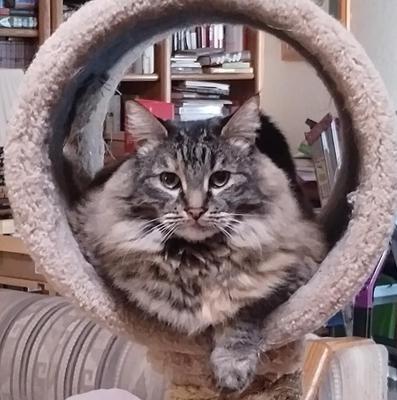 fluffy brown tabby kitty in a cat tree
