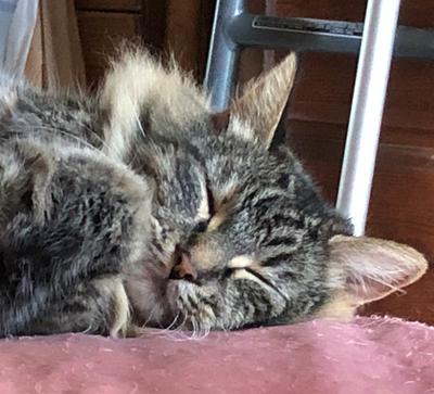face of cute sleeping brown tabby cat