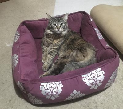 medium haired brown cat on a velvet chair.