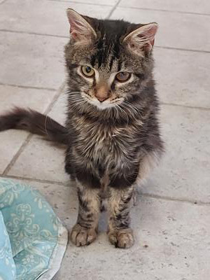 young fluffy brown tabby kitty sitting on kitchen floor