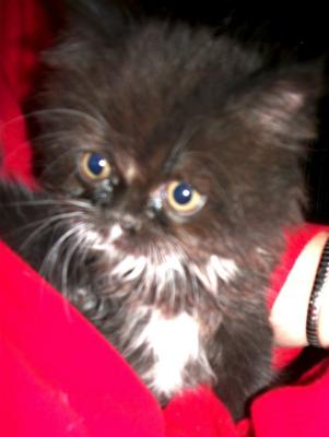 Kittens