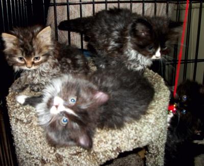 Kittens