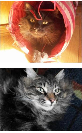 two maine coon brothers