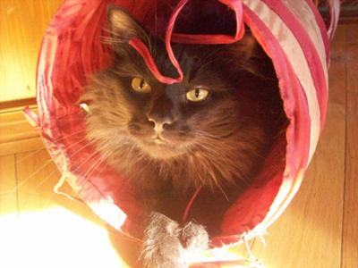 rocco the maine coon