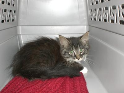 Rockie cute kitten in cat carrier