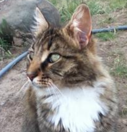 Romeo Asad tabby and white rescue cat