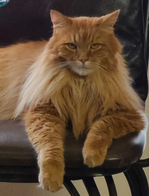 beautiful ginger maine coon cat