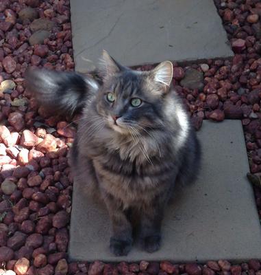 Romeo