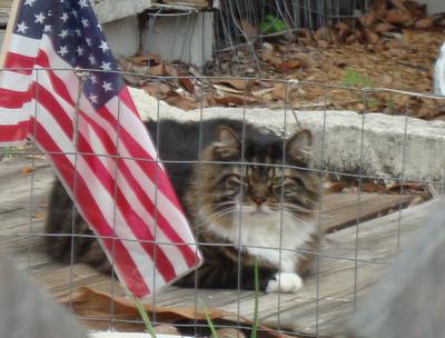 Romey fluffy brown tabby cat outdoors with american flag.