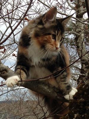 Rosie cute calico maine coon kitten in the branches of a tree.