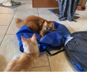 two ginger maine coons playing together on a bag on a tile kitchen floor.