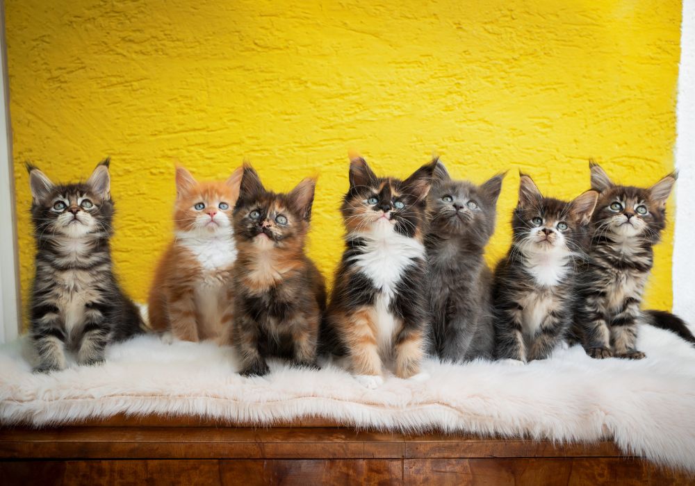 Cuties! row of cute maine coon kittens