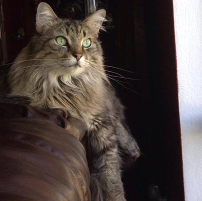 Roxie