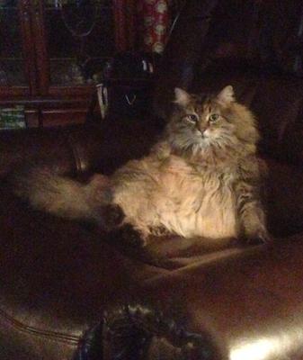 Roxie