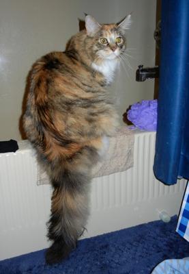 Roxy! calico maine coon