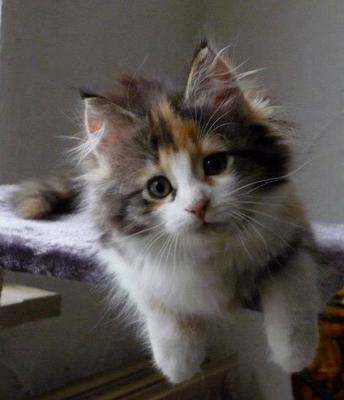 Roxy