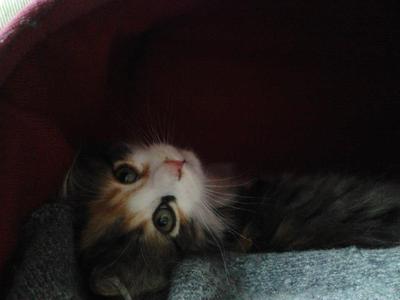 Roxy