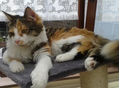 Roxy