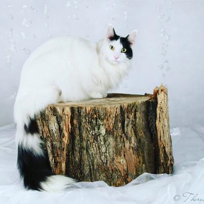 black van maine coon cat