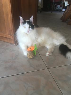 Luigi black and white van colored maine coon cat on a tiled kitchen floor.