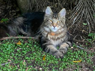 handsome brown tabby maine coon boy sitting under a bush in the grass.