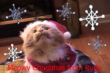 Rudy ginger maine coon mix wearing christmas hat