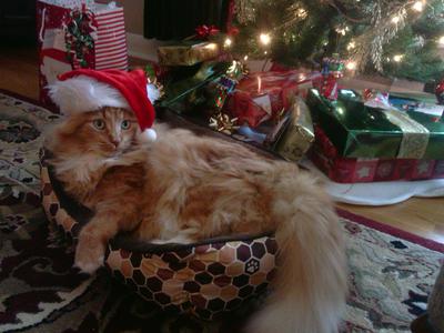fluffy ginger kitty curled up in front of a christmas tree wearing a red christmas hat.