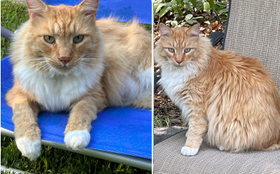 ginger maine coon mix