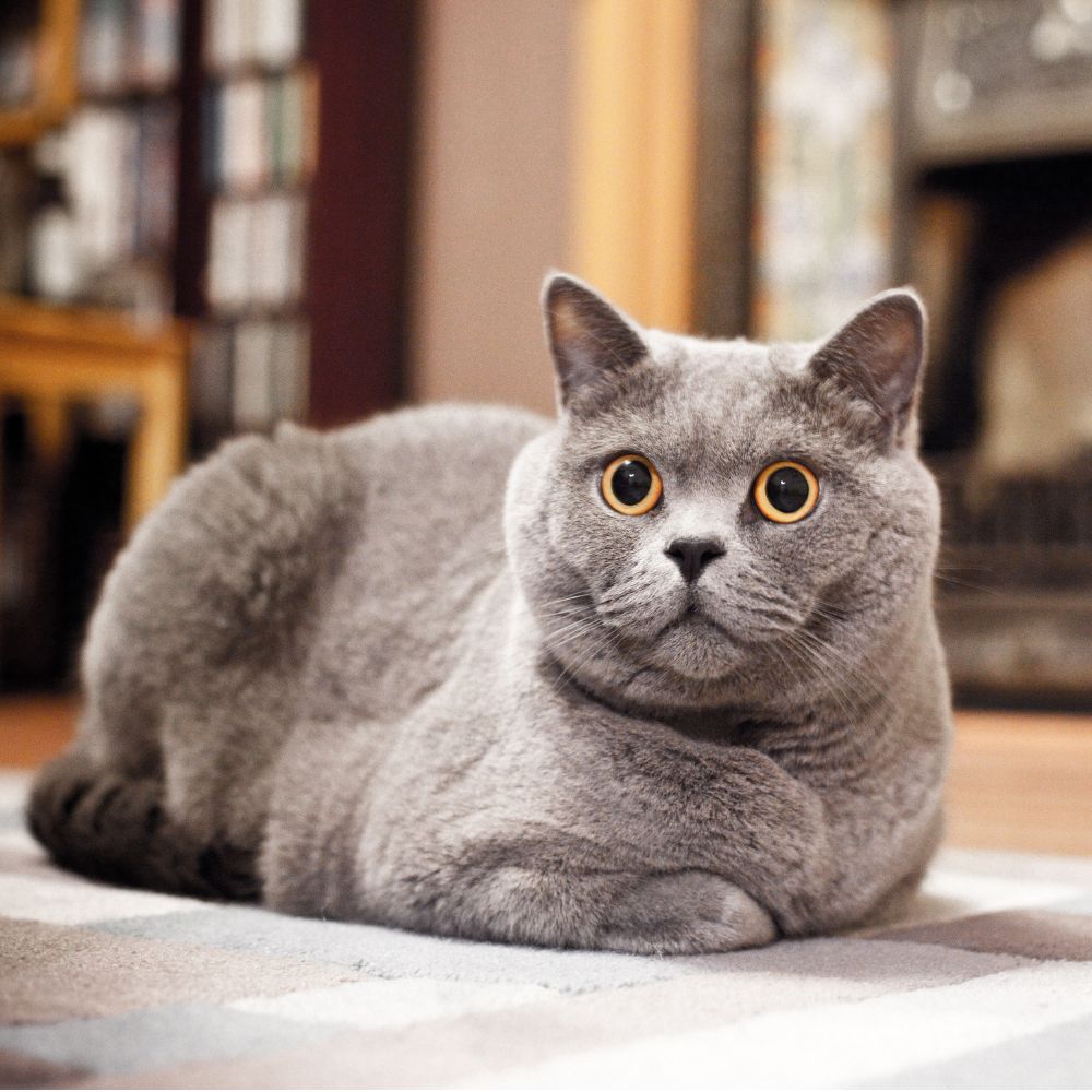 russian blue breed cat sitting loaf style.